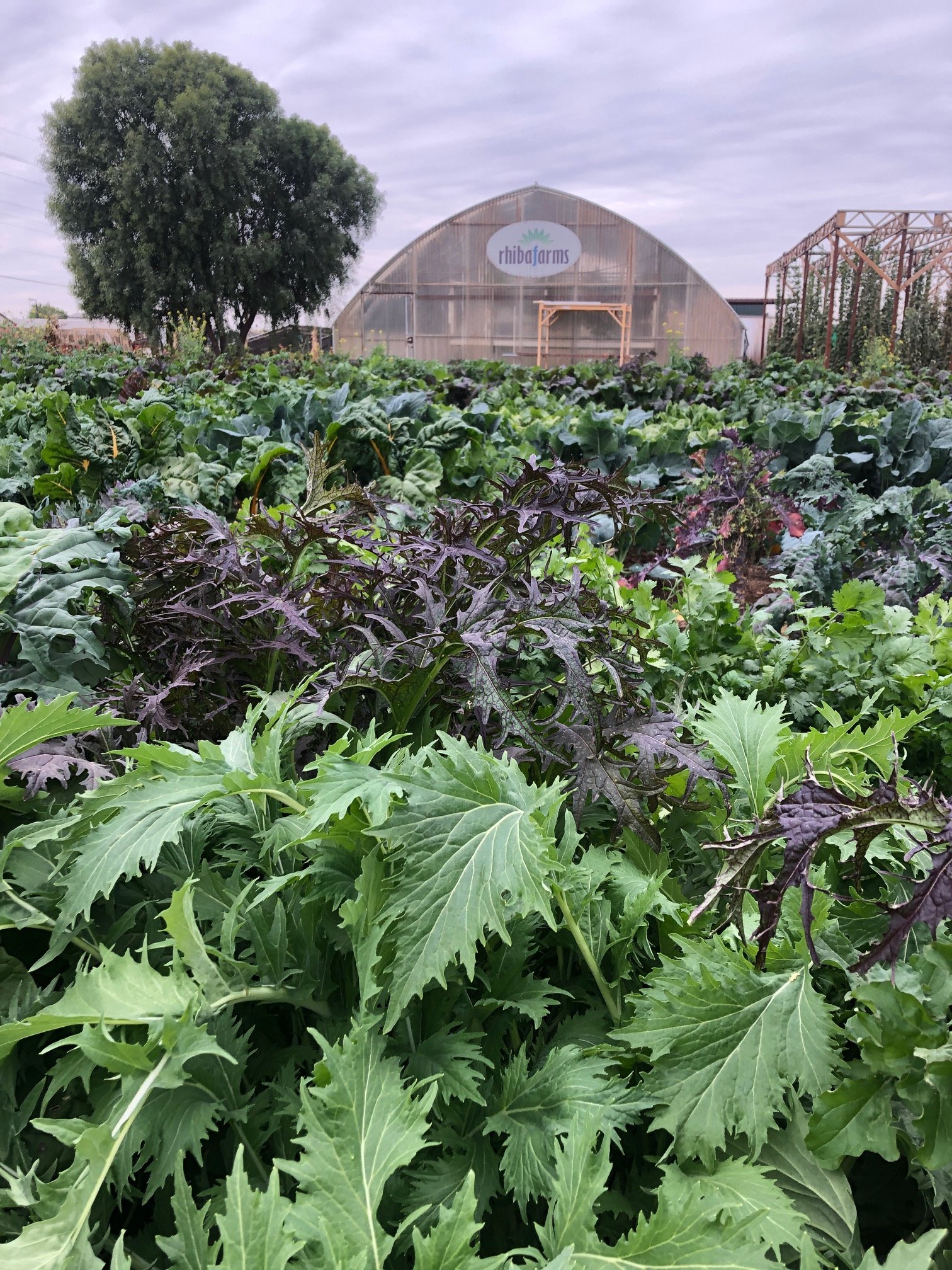 Organic produce sourced at local farm by Sapiens Kitchen