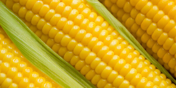 Top five reasons why eating corn doesn't make any sense