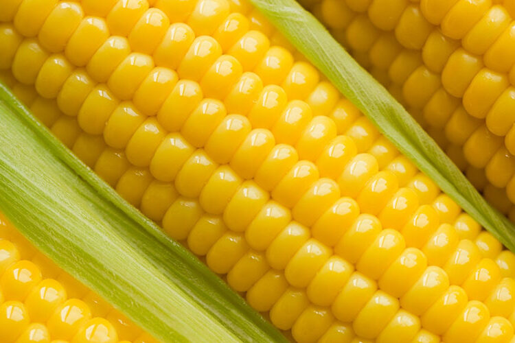 Top five reasons why eating corn doesn't make any sense